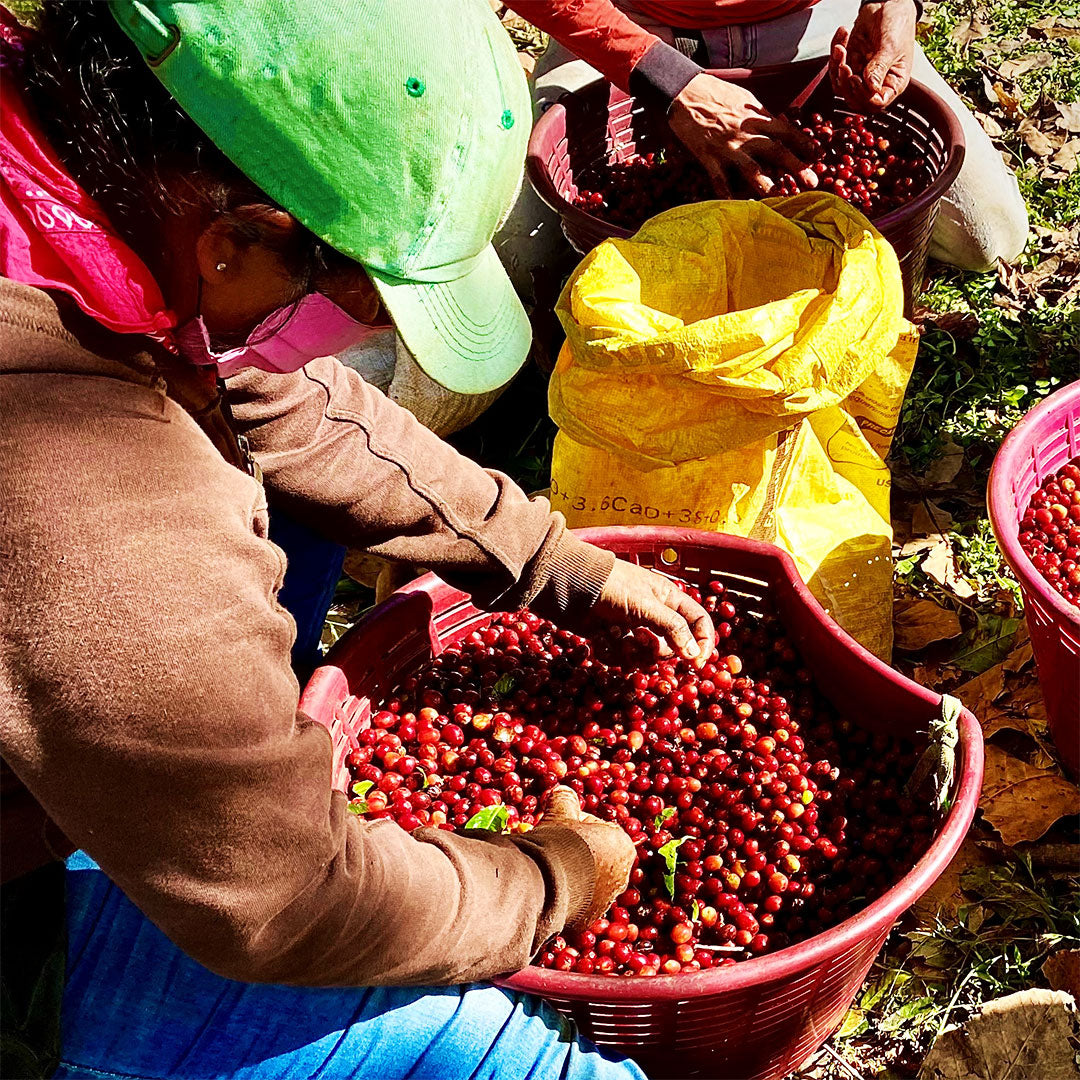 What is French Roast Coffee?