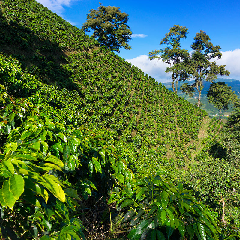 Coffee plant covered hills rising above a valley near Manizales, Colombia